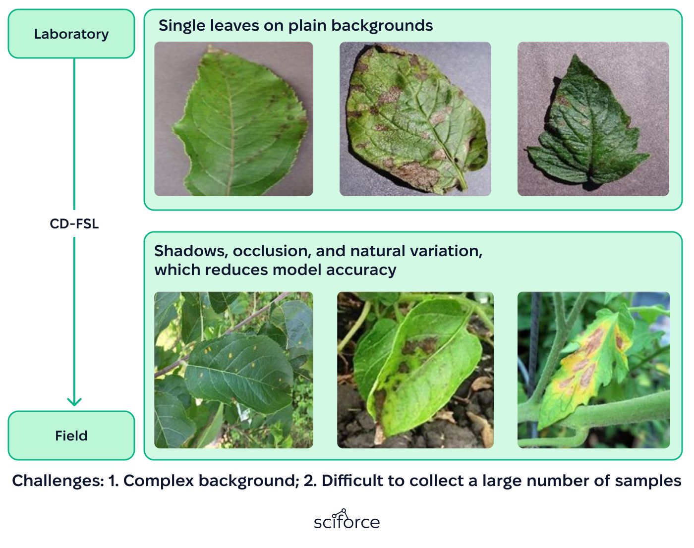 plant-disease model